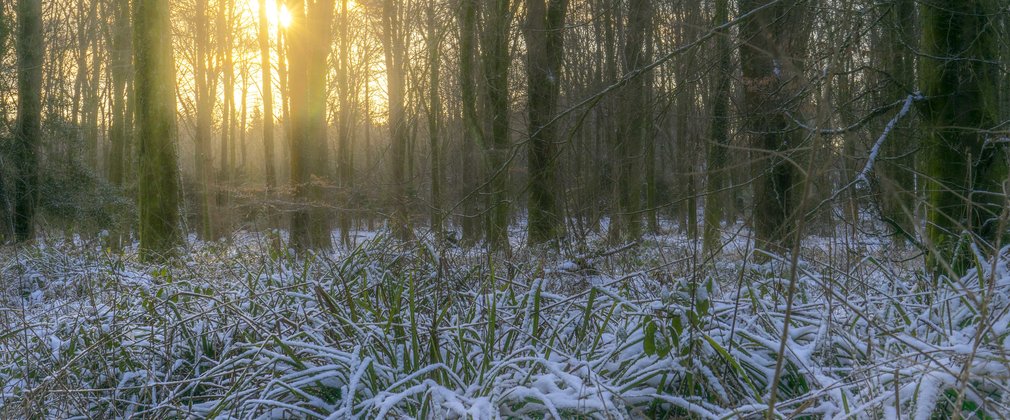 Visit a forest or woodland | Forestry England